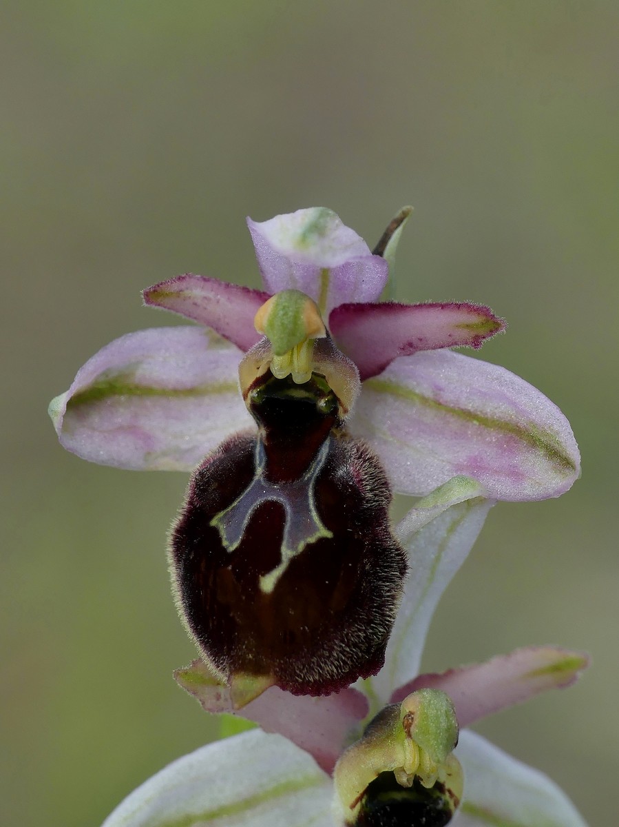 Ophrys exaltata subsp. montis-leonis e forme di variabilit nel Lazio, marzo e aprile 2018